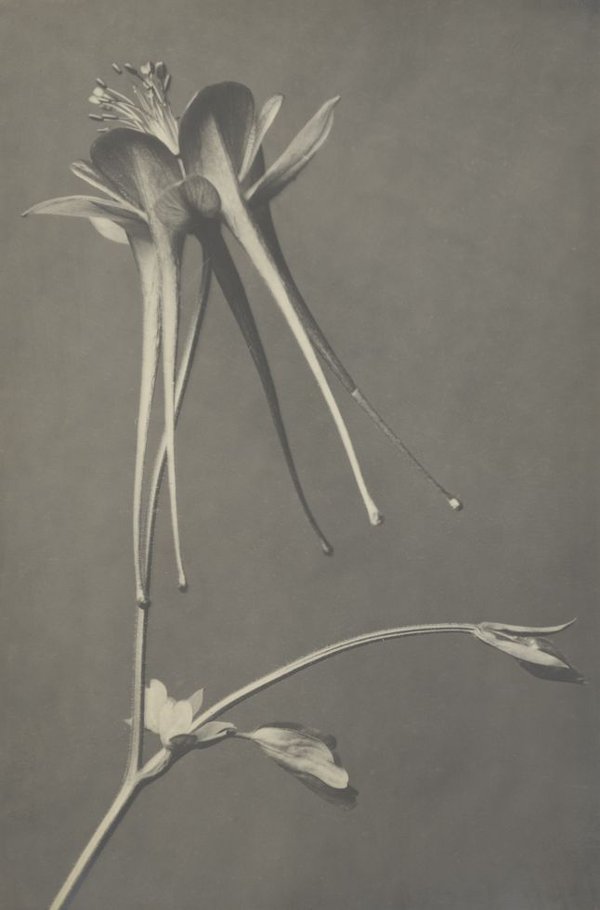 Karl Blossfeldt, Akelei (Aquilegia chrysantha), Blüte, o.J.jpg