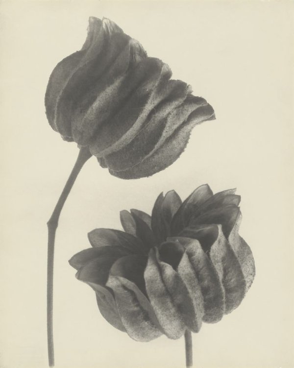 Karl Blossfeldt, Schönmalve (Abutilon), Samenkapseln, 6-fach, o.J.jpg